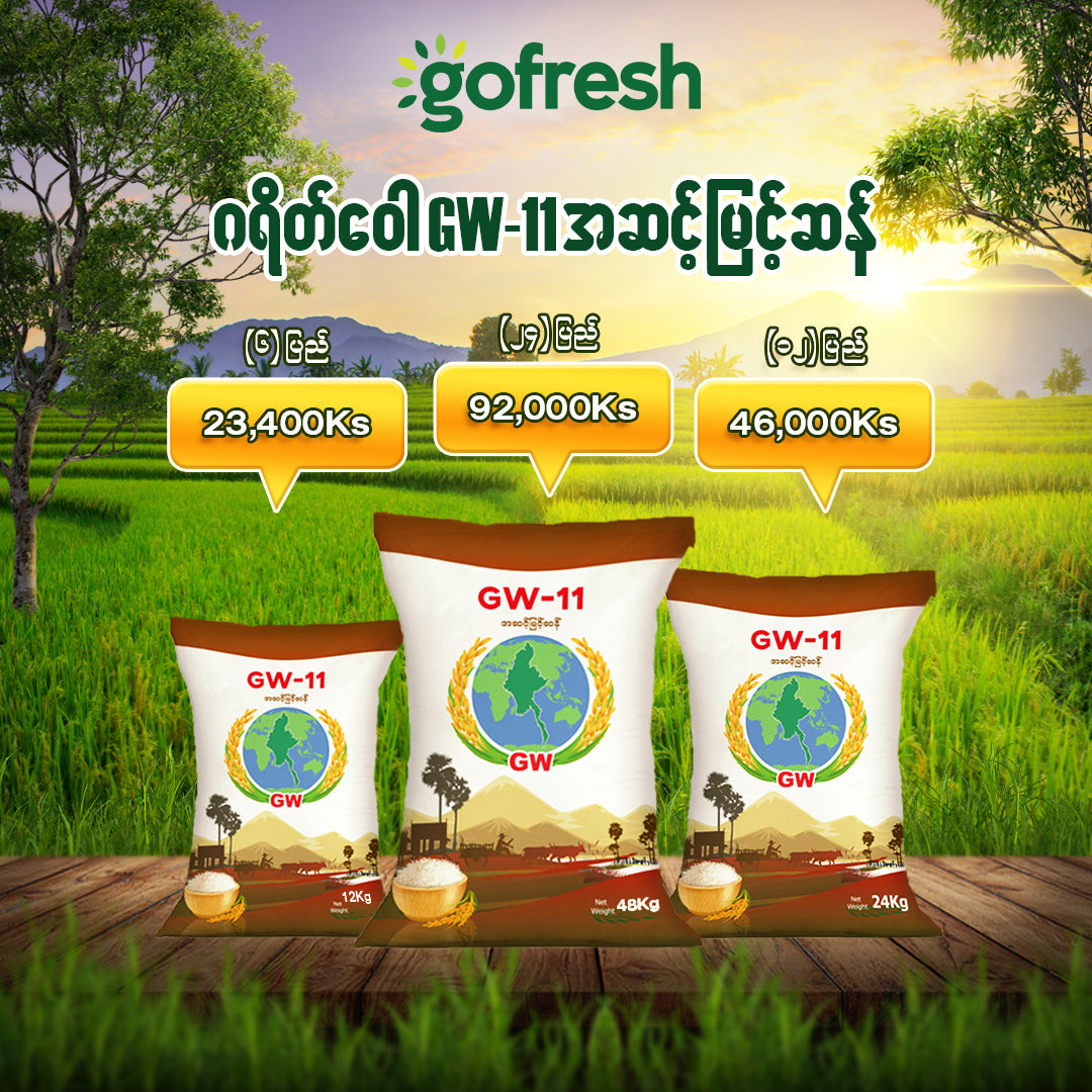 GreatWall GW-11အဆင့်မြင့်ဆန် (၁၂)ပြည်